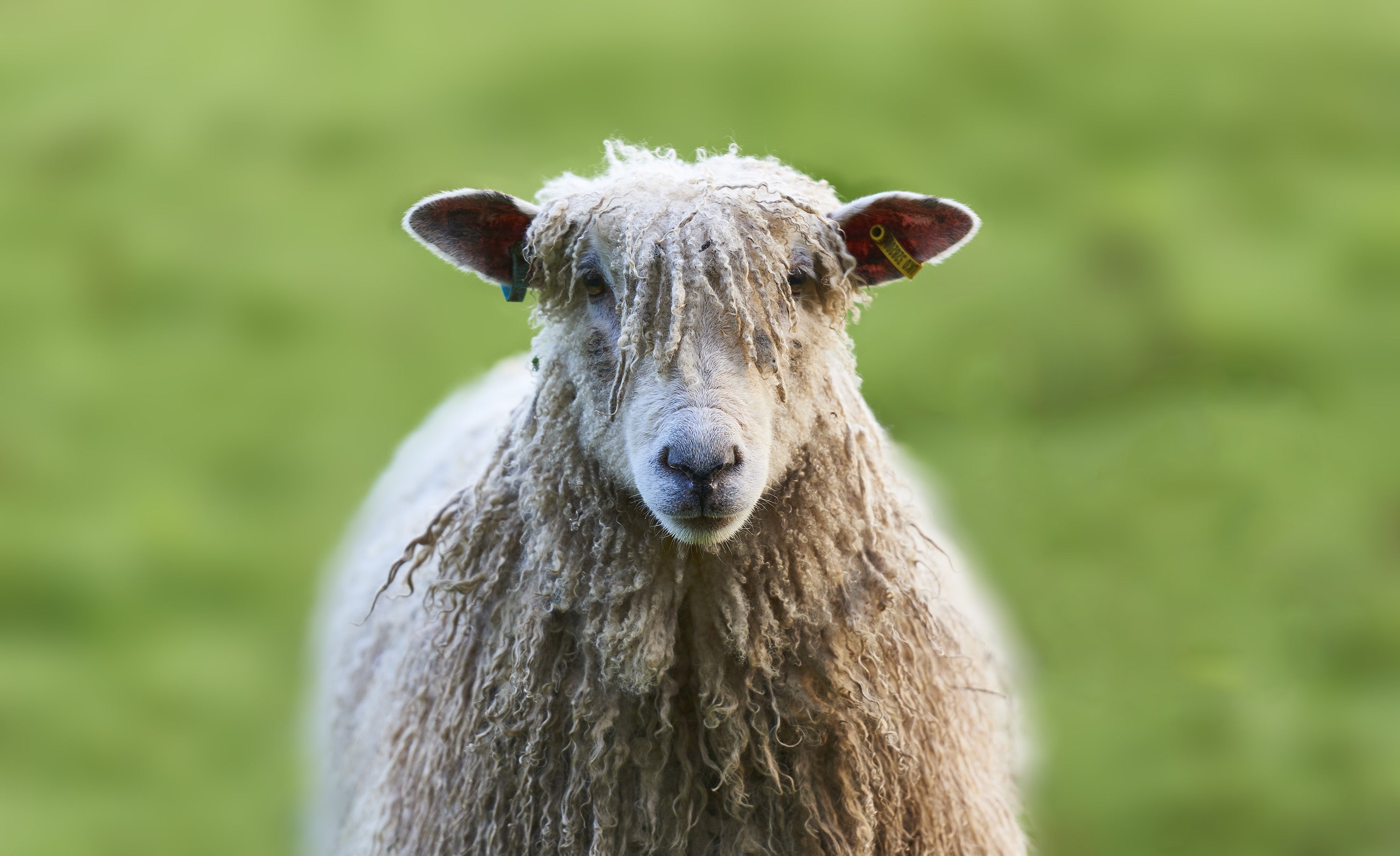 Wool - The Sustainable Fashion Choice